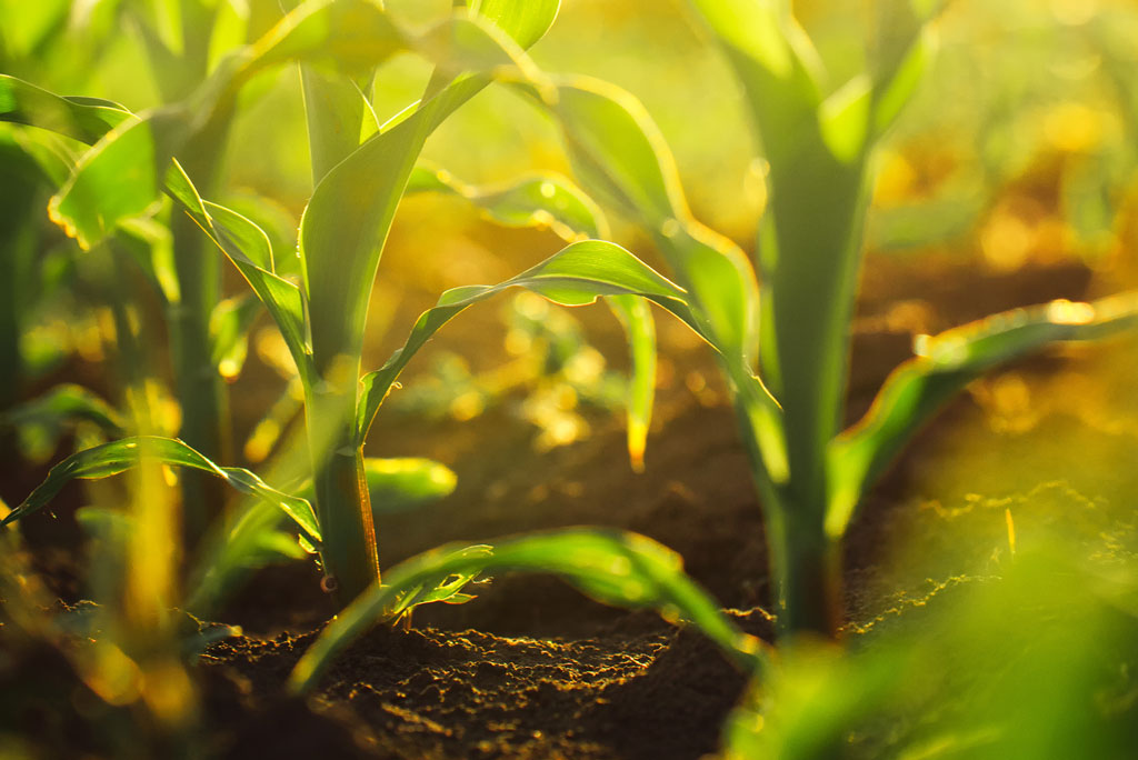 Top 10 Best Agriculture Marketing Agencies in USA of 2026