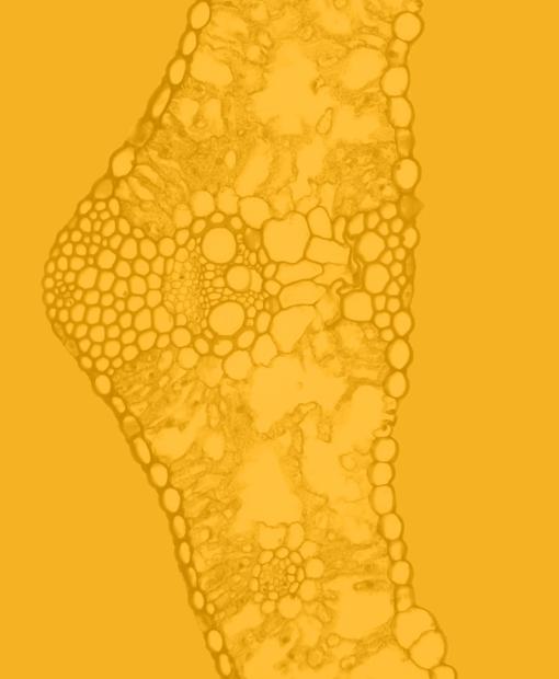 Elicit Plant - Brand Redesign - Wheat microscope