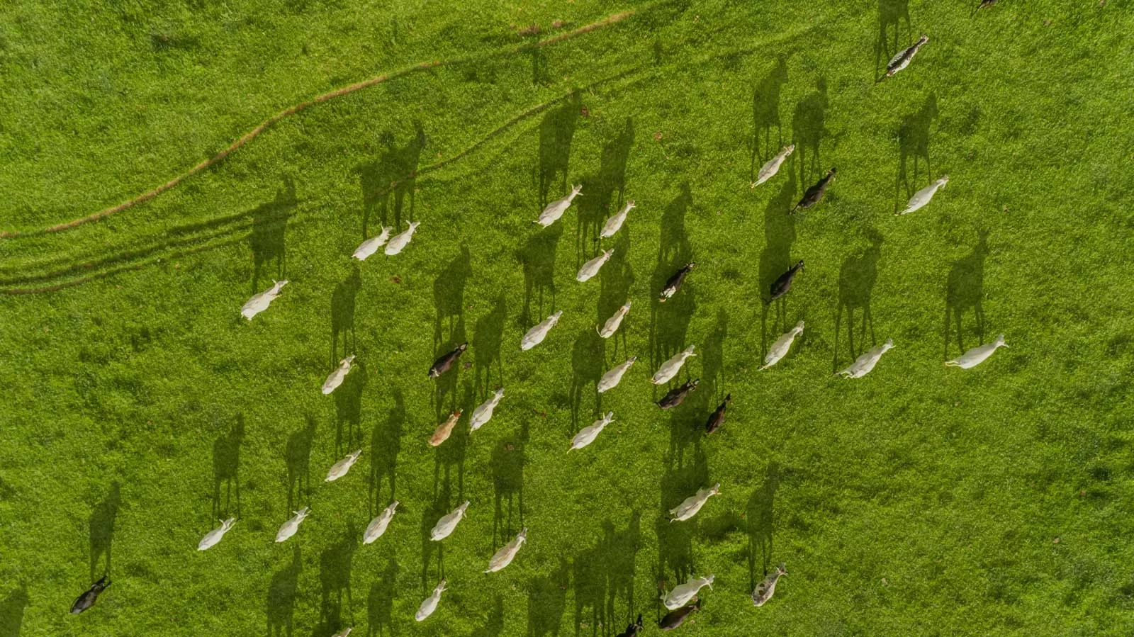 B2B marketing trends agritech animal farming